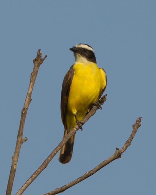 Rusty-margined Flycatcher Photo by Kevin Berkoff
