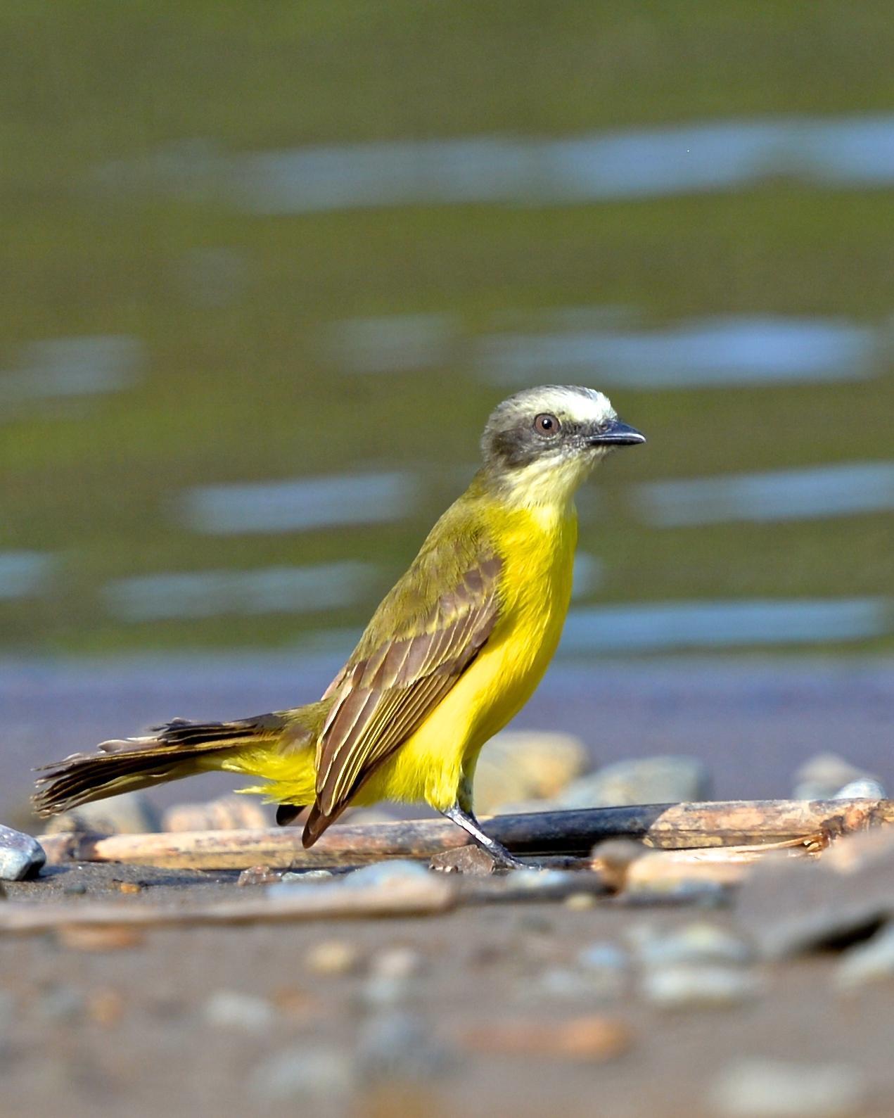 Gray-capped Flycatcher Photo by Gerald Friesen