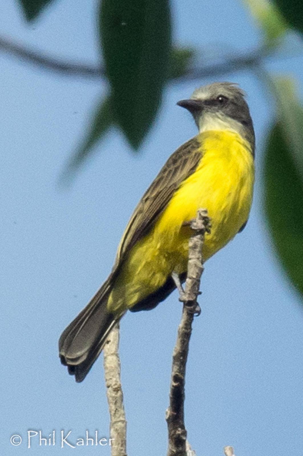 Gray-capped Flycatcher Photo by Phil Kahler