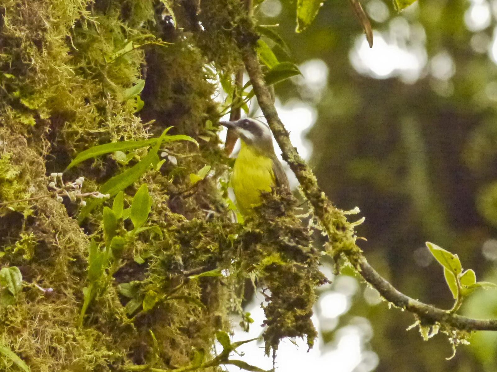 Golden-bellied Flycatcher Photo by Jessi Oberbeck