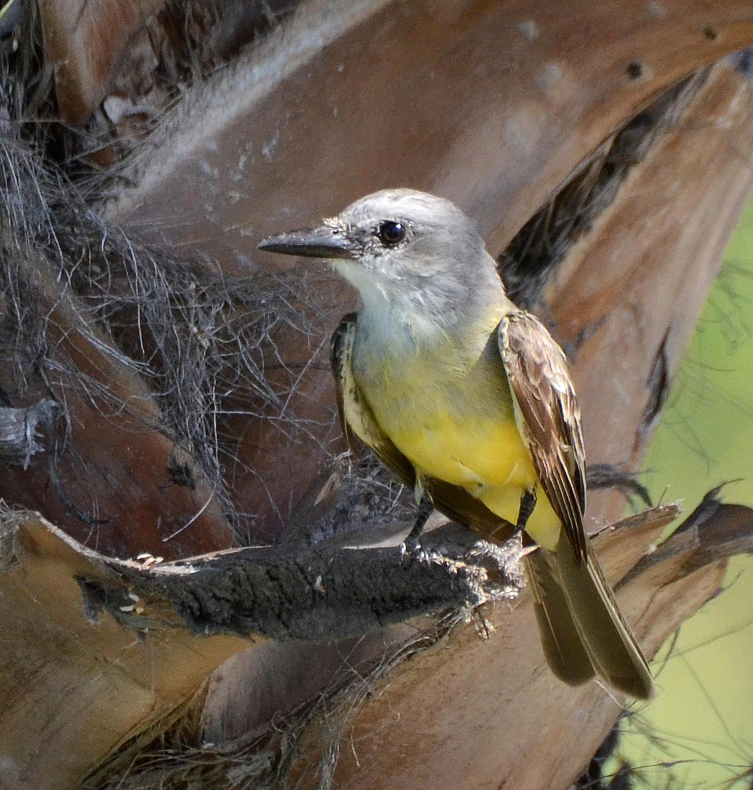 Tropical Kingbird Photo by Steven Mlodinow
