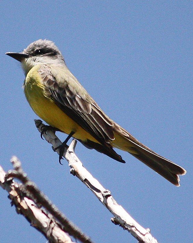 Tropical Kingbird Photo by Andrew Core