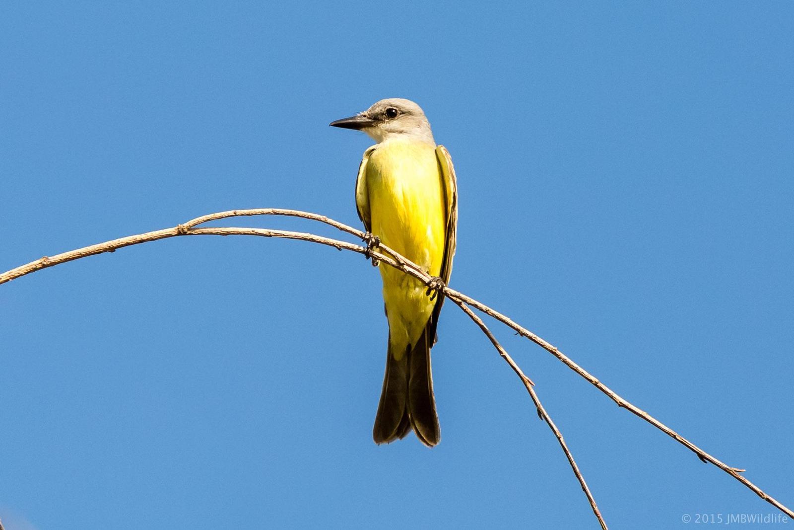 Tropical Kingbird Photo by Jeff Bray