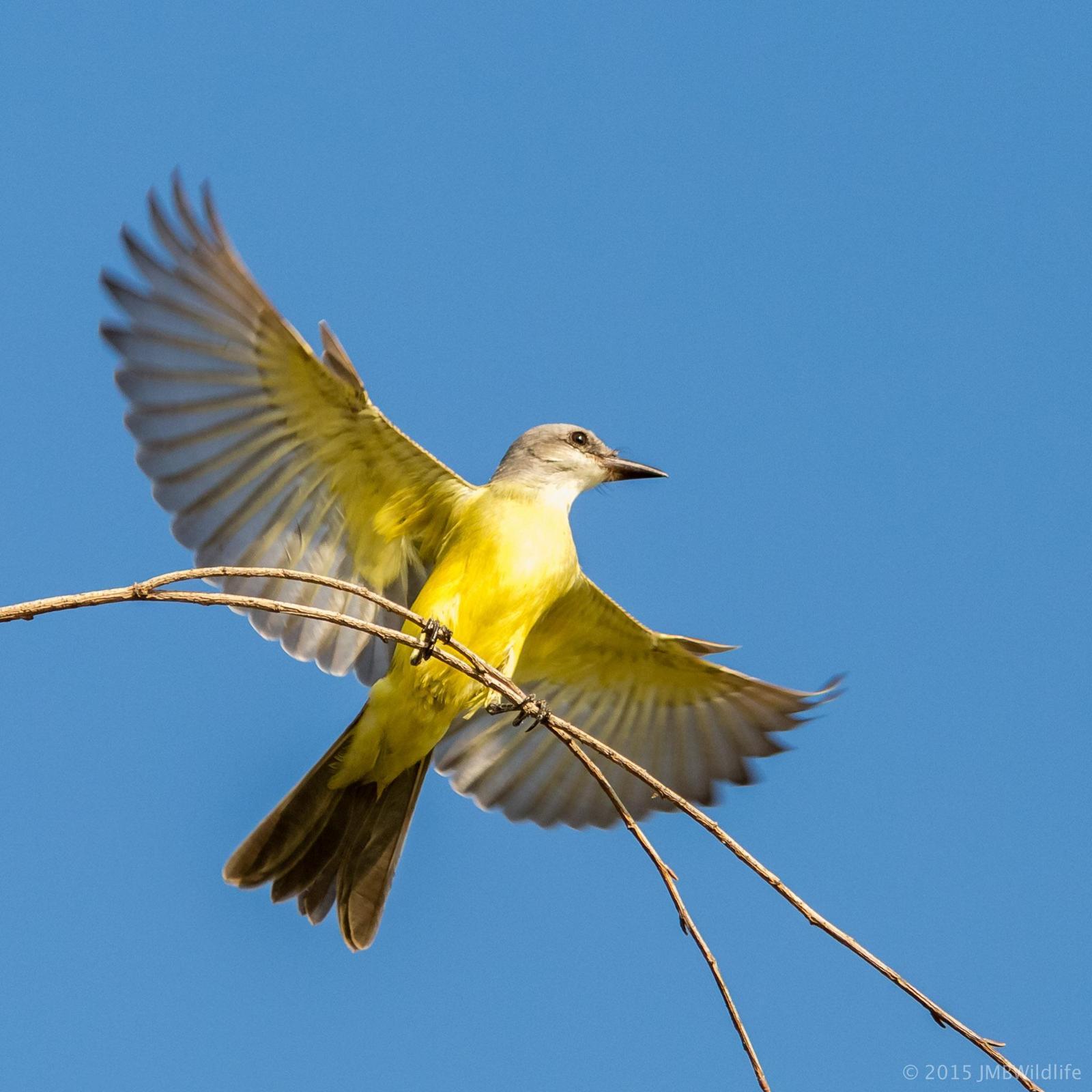 Tropical Kingbird Photo by Jeff Bray