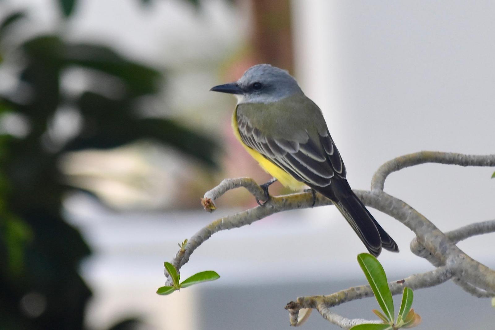 Tropical Kingbird Photo by Evelyn [aret