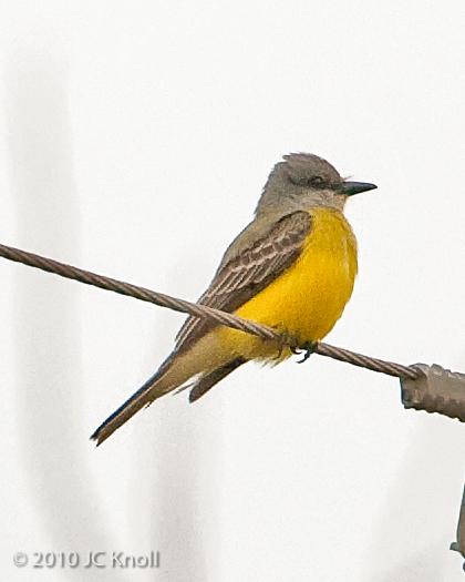 Couch's Kingbird Photo by JC Knoll
