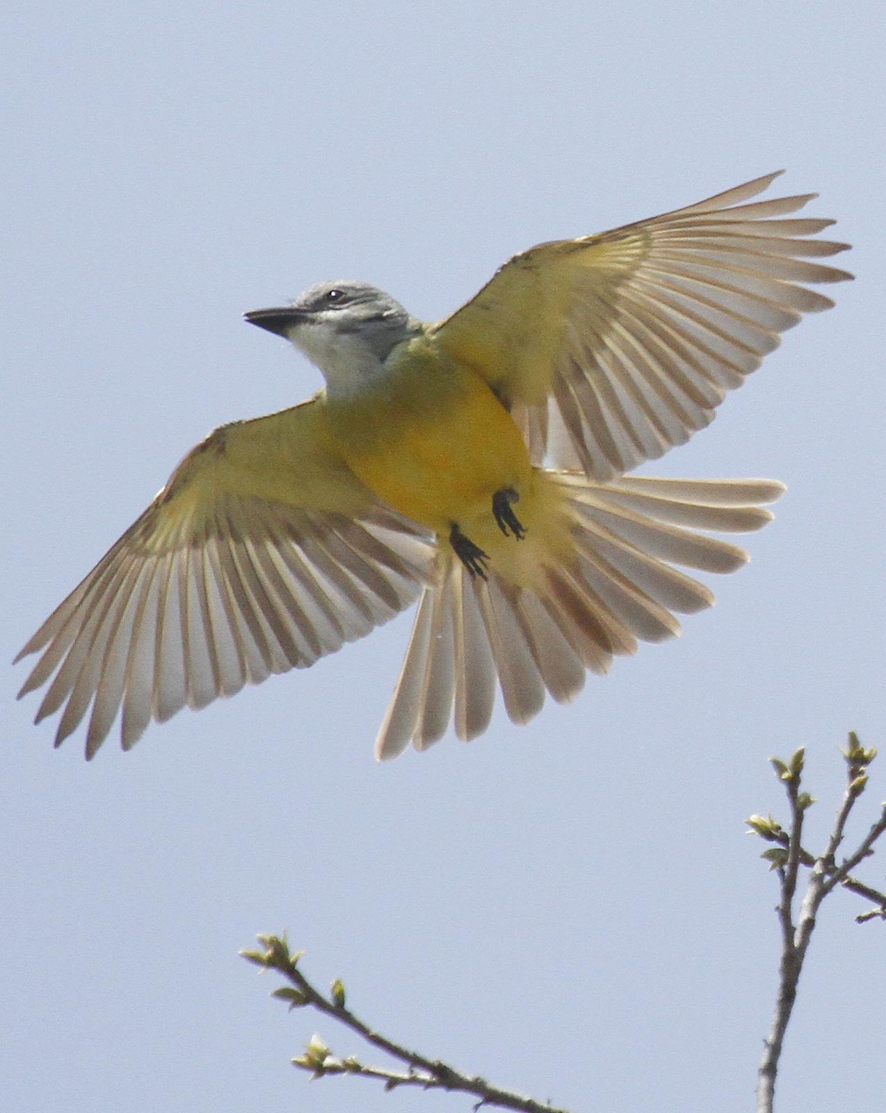 Couch's Kingbird Photo by Isaac Sanchez