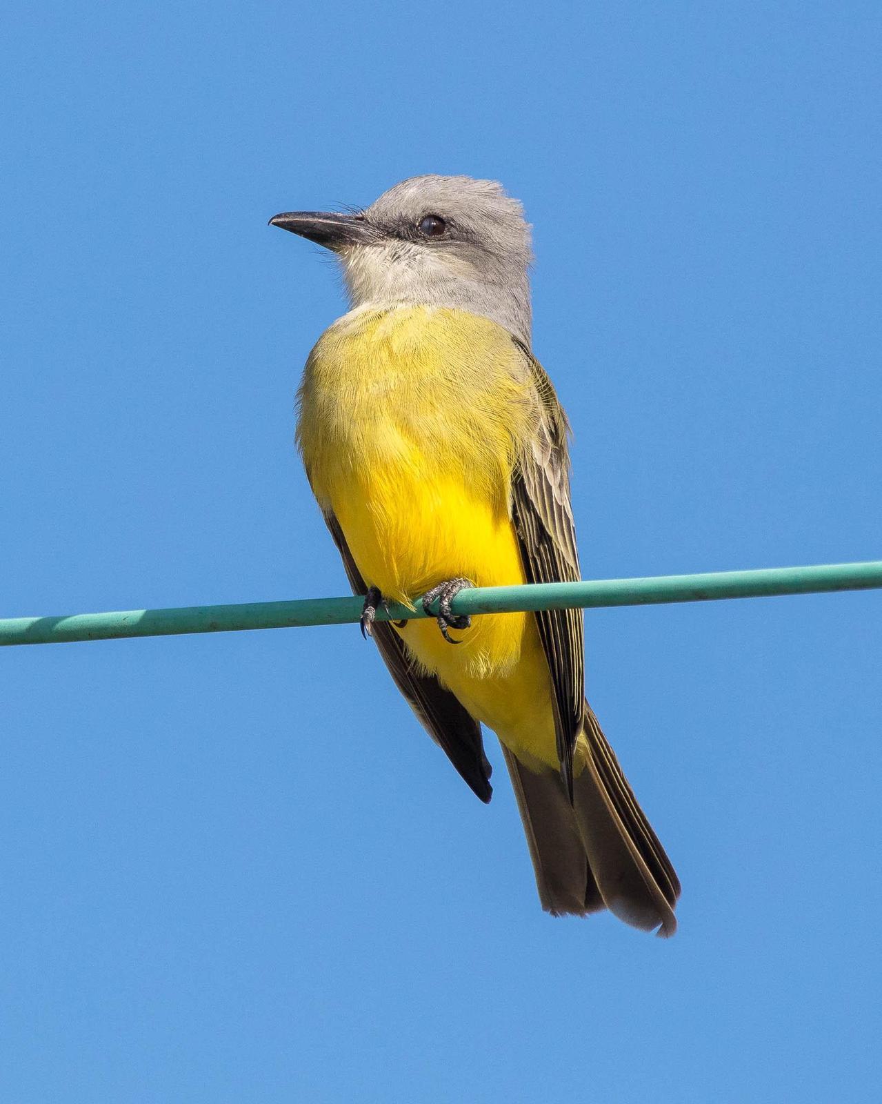 Couch's Kingbird Photo by Denis Rivard
