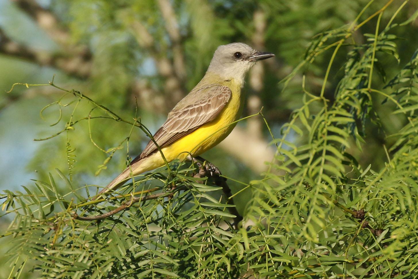 Couch's Kingbird Photo by Kristy Baker