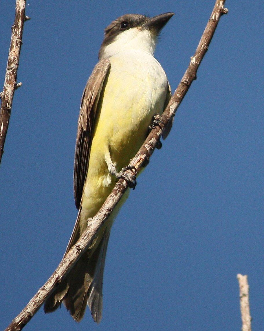 Thick-billed Kingbird Photo by Andrew Core