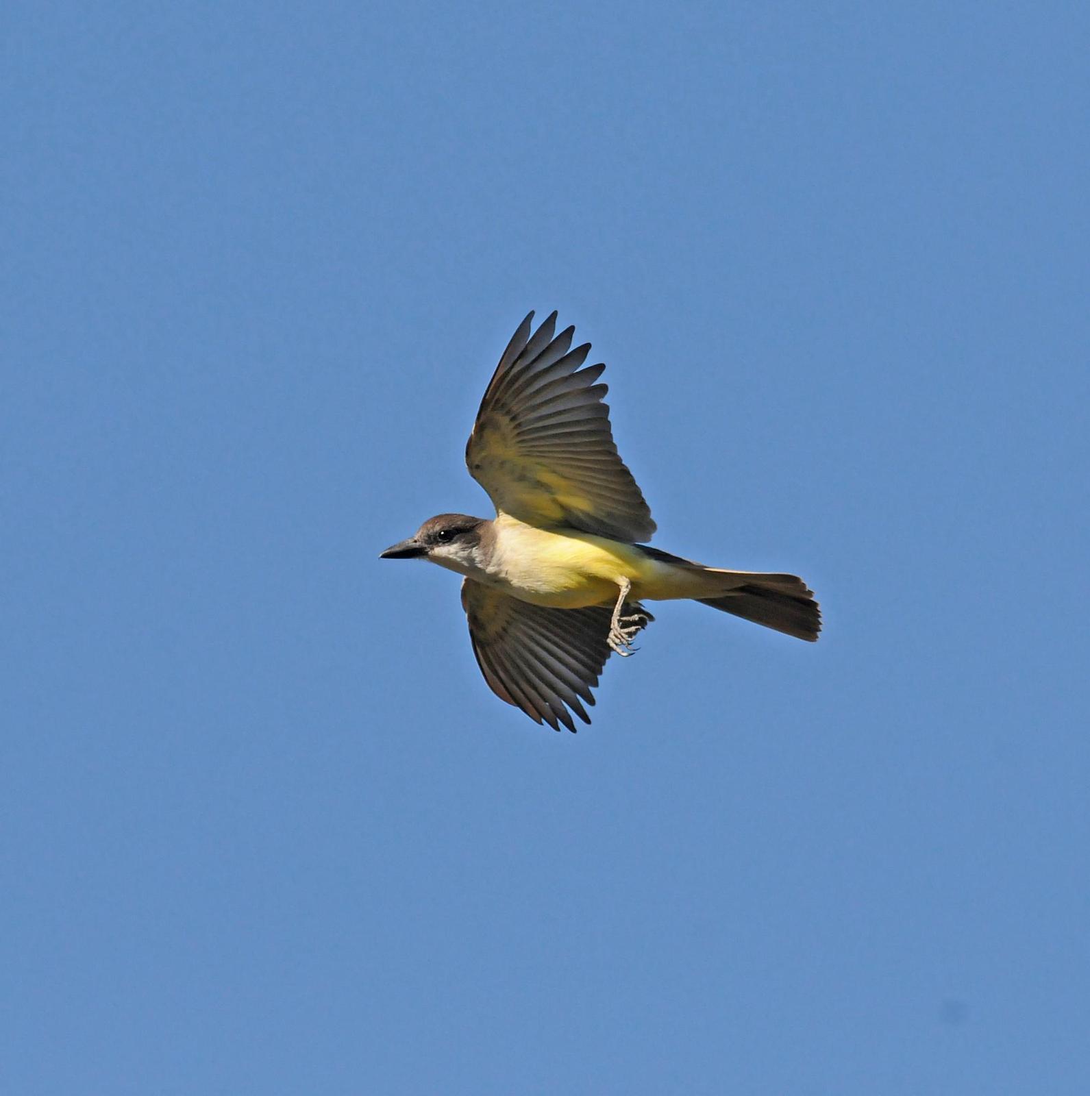 Thick-billed Kingbird Photo by Steven Mlodinow