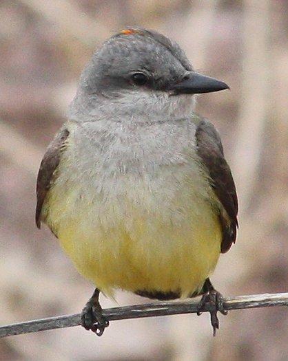 Western Kingbird Photo by Andrew Core