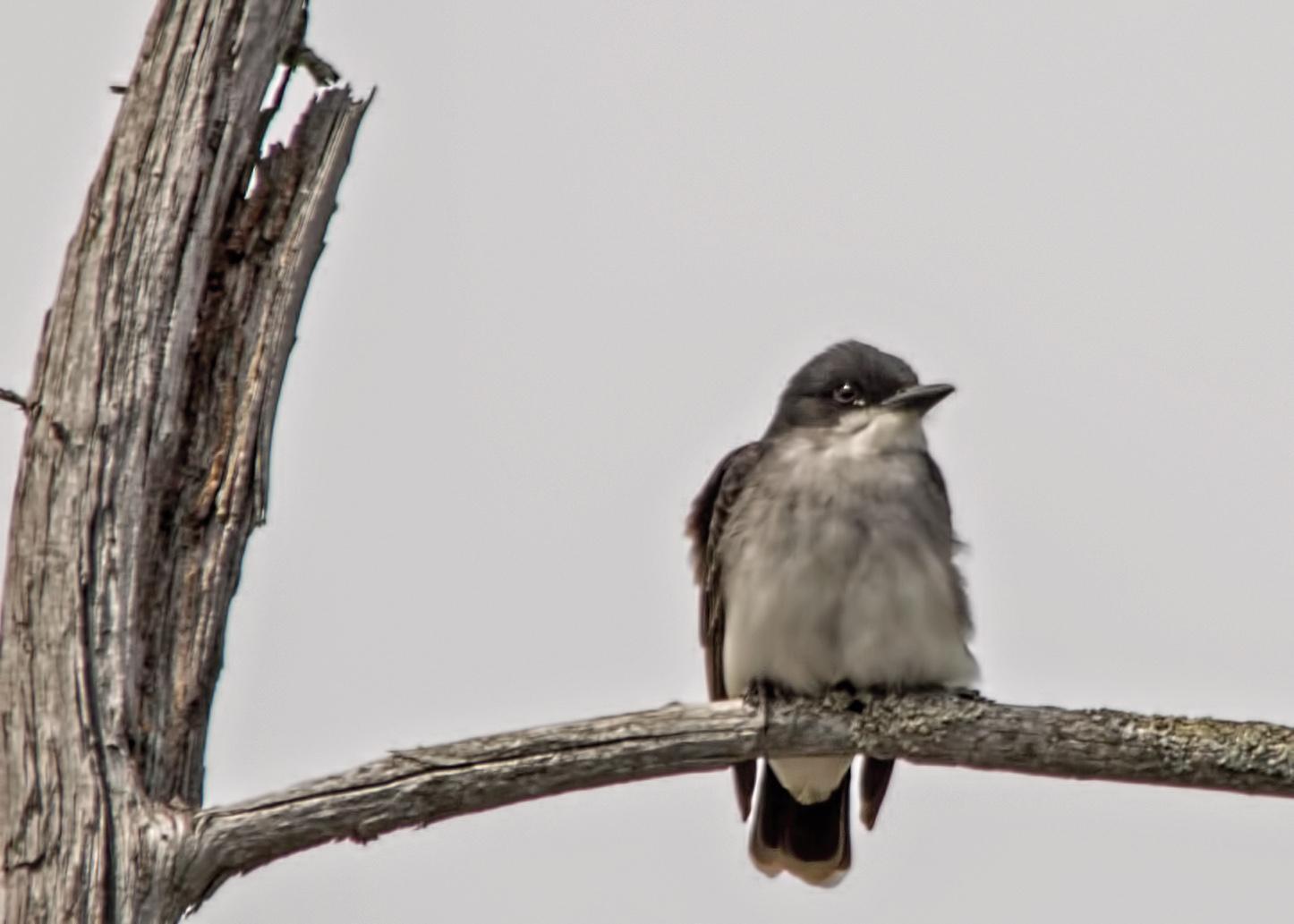 Eastern Kingbird Photo by Tracy Patterson