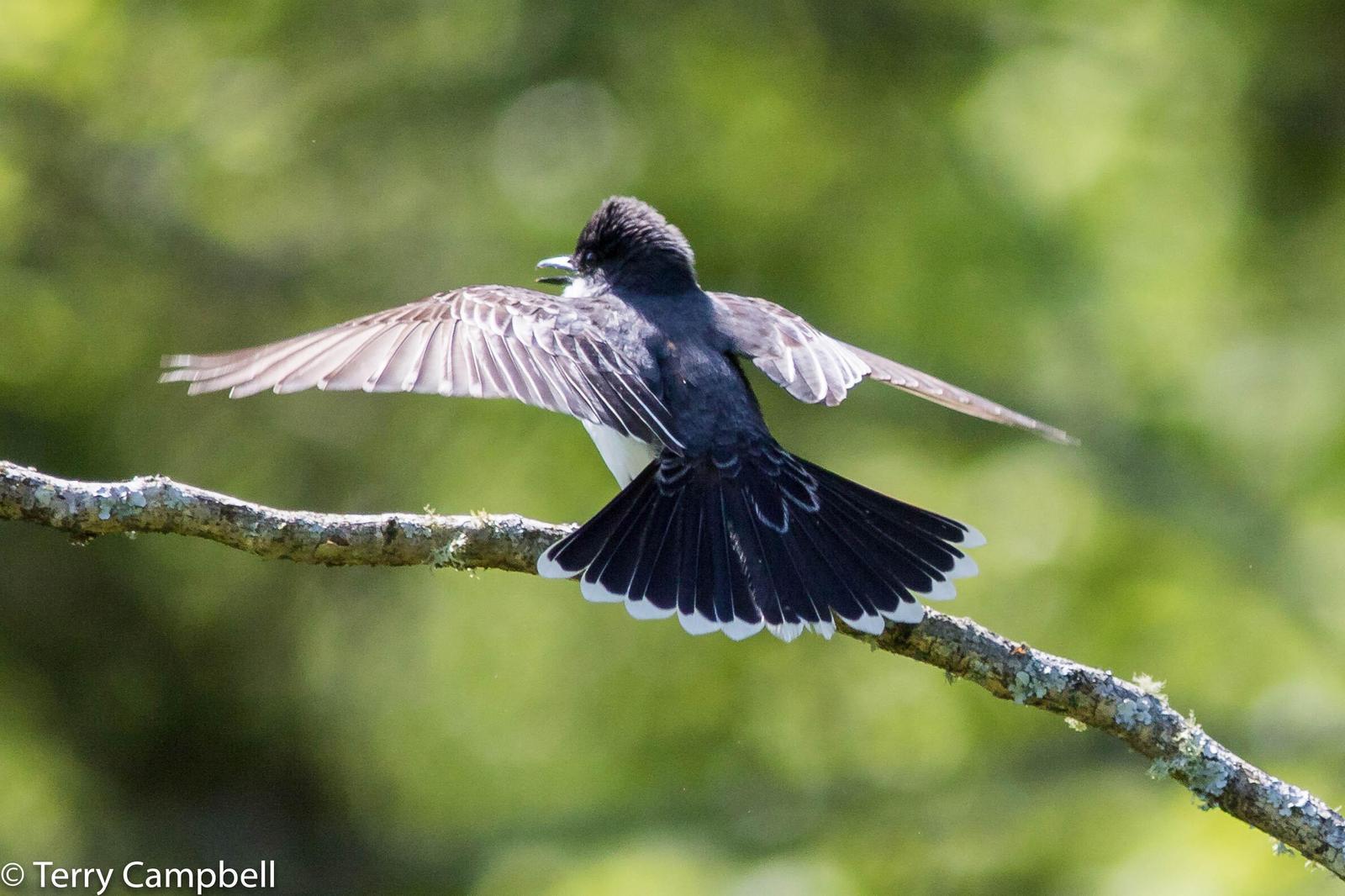 Eastern Kingbird Photo by Terry Campbell