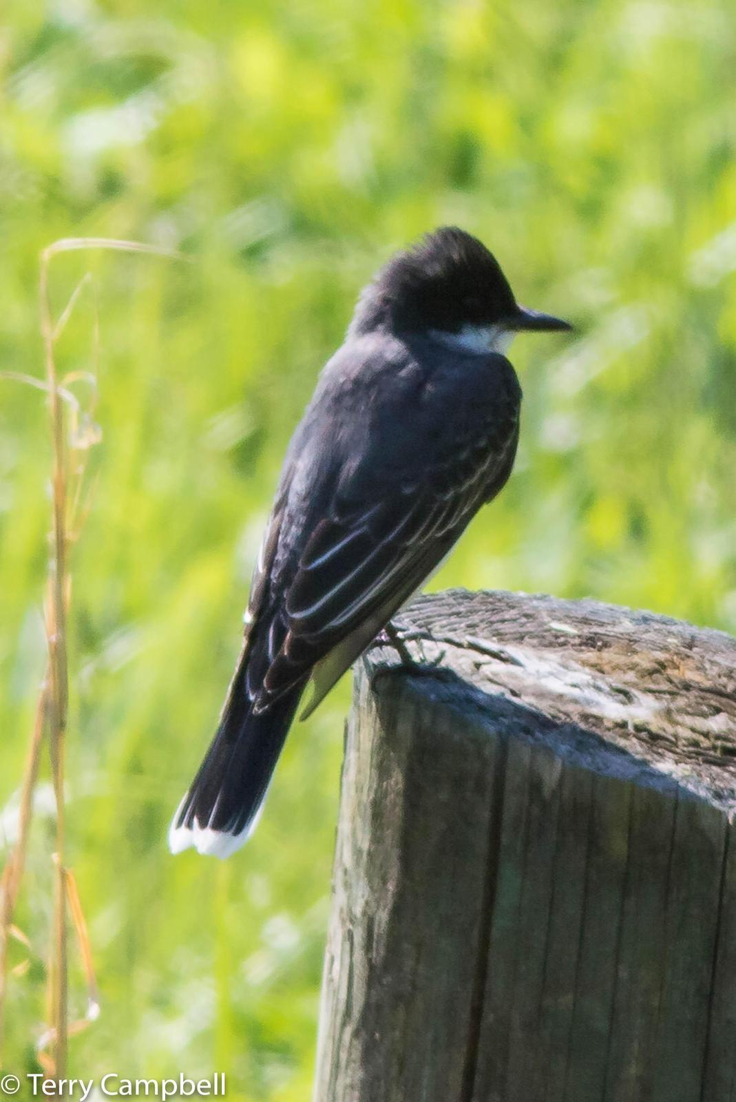 Eastern Kingbird Photo by Terry Campbell