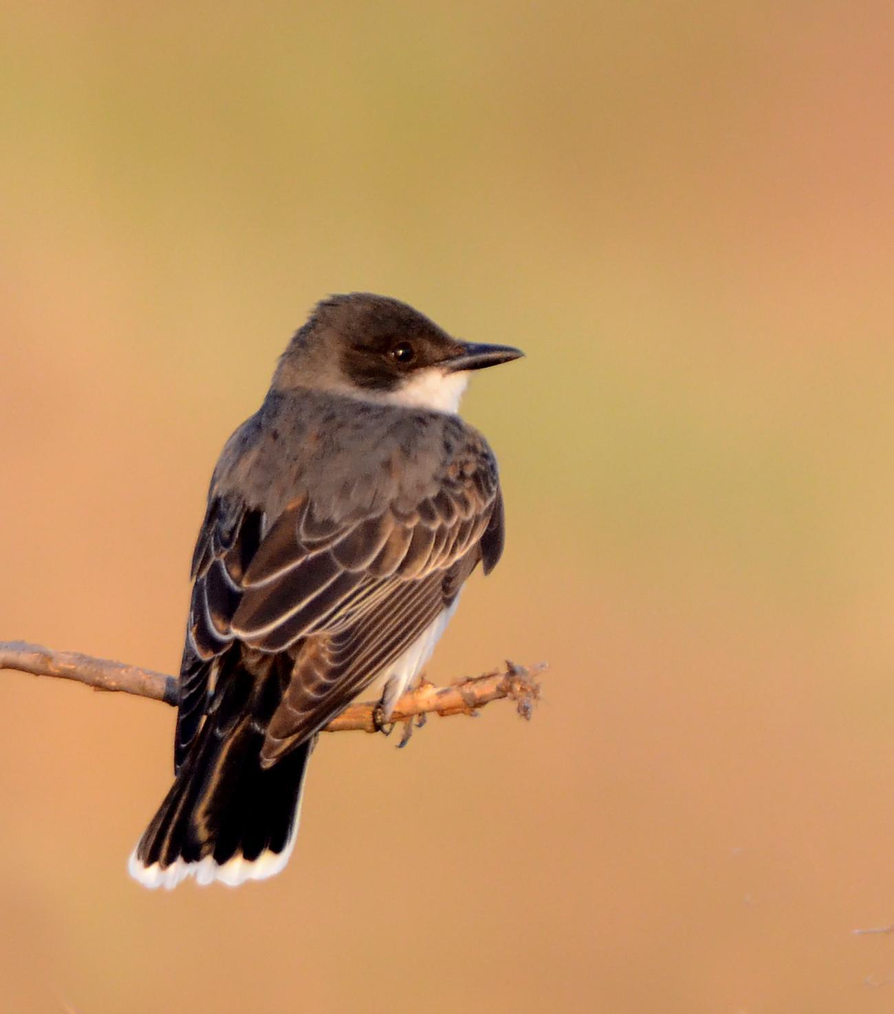 Eastern Kingbird Photo by Steven Mlodinow