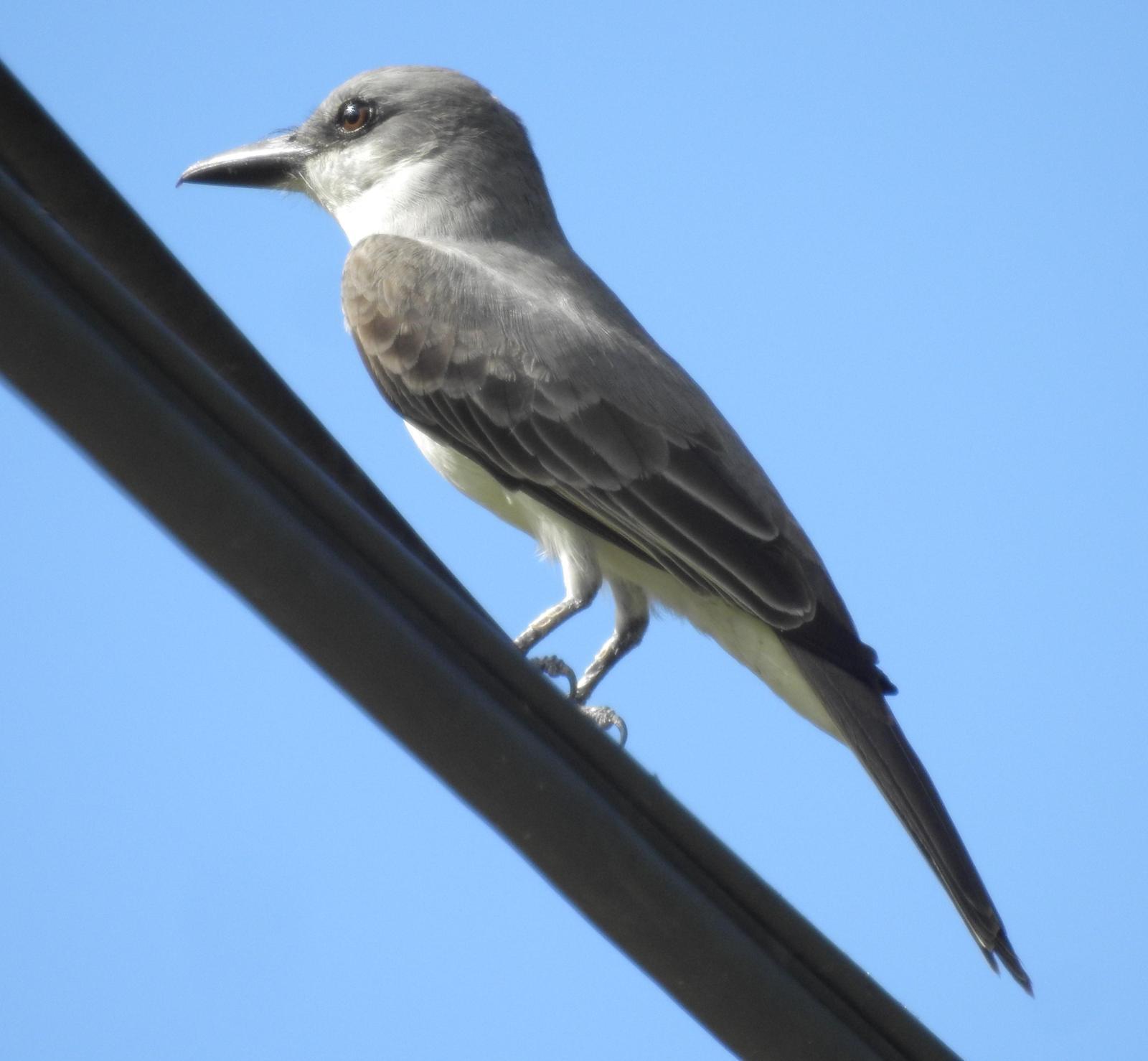 Gray Kingbird Photo by John Licharson