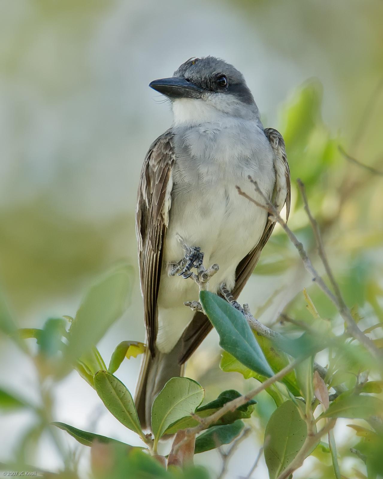 Gray Kingbird Photo by JC Knoll