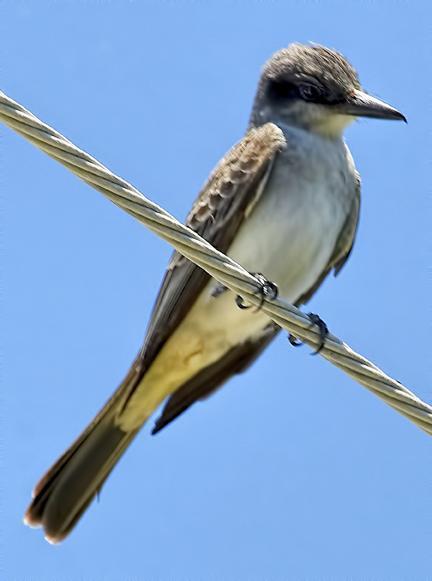 Gray Kingbird Photo by Dan Tallman