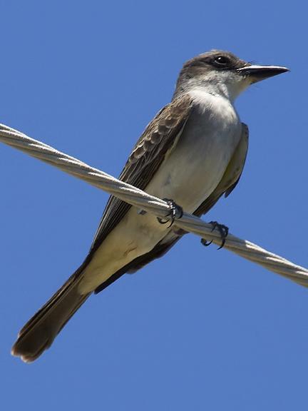 Gray Kingbird Photo by Dan Tallman