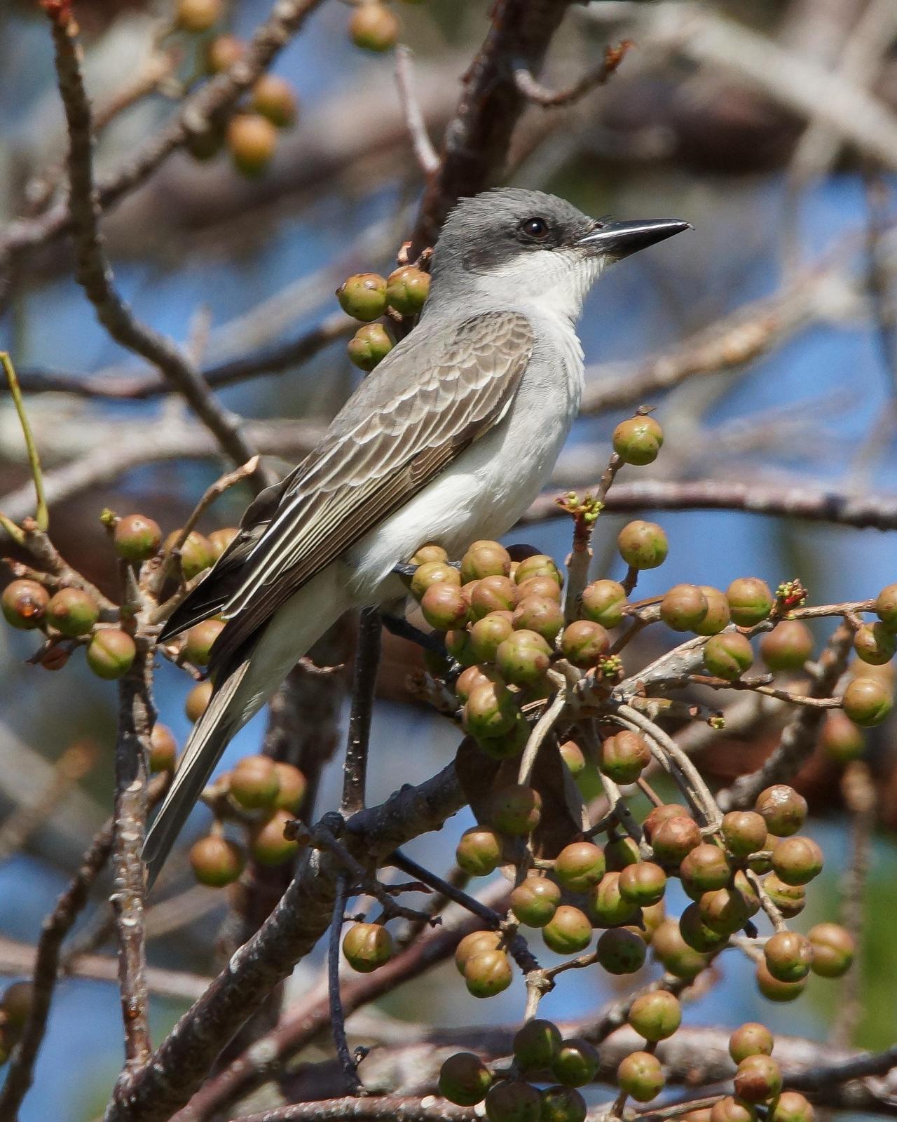 Gray Kingbird Photo by Steve Percival