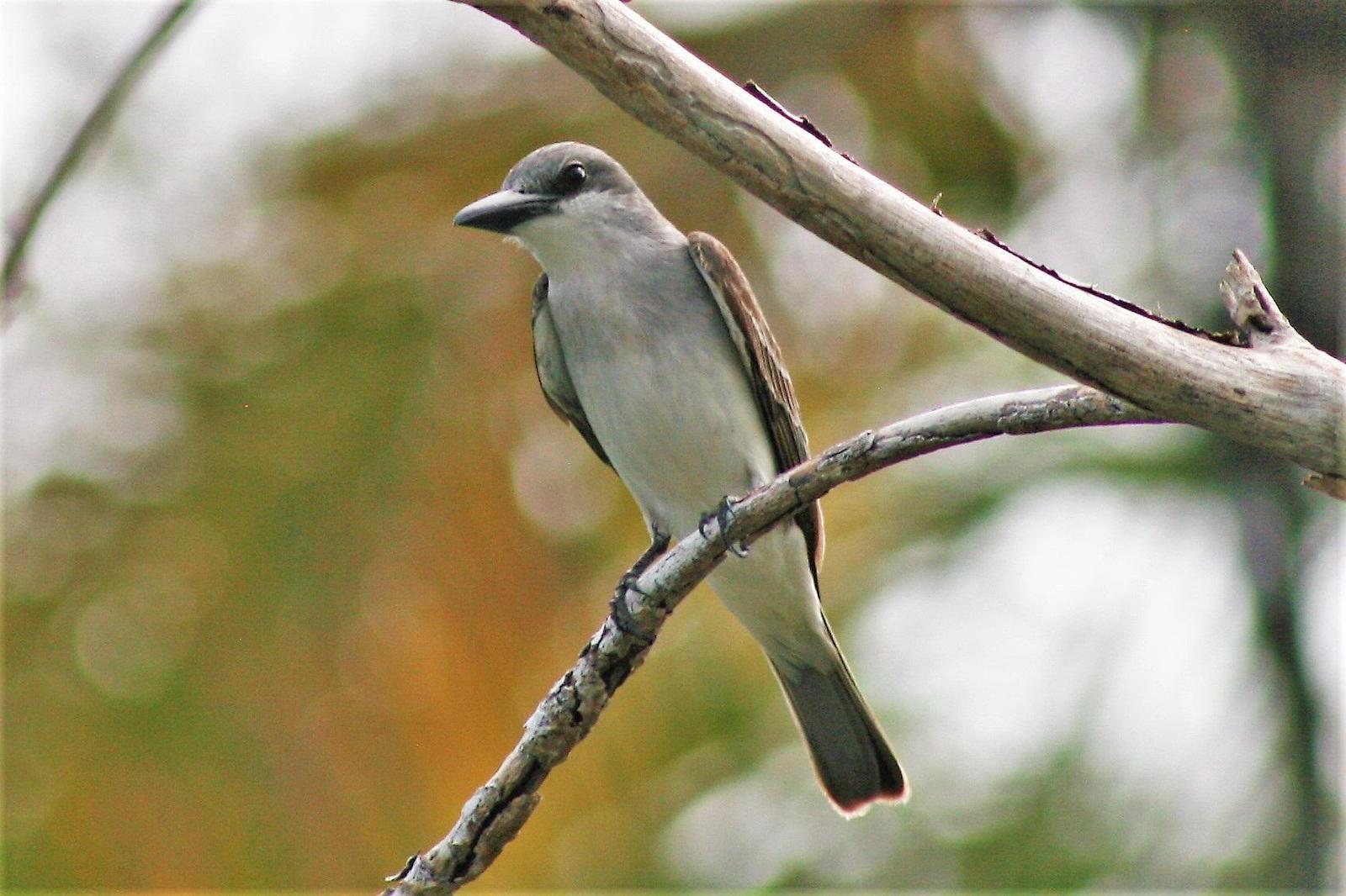 Gray Kingbird Photo by Bela Brown