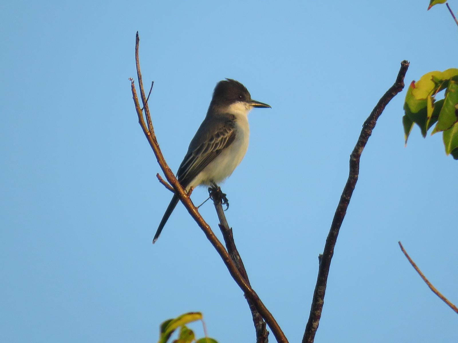 Loggerhead Kingbird Photo by Carey Parks