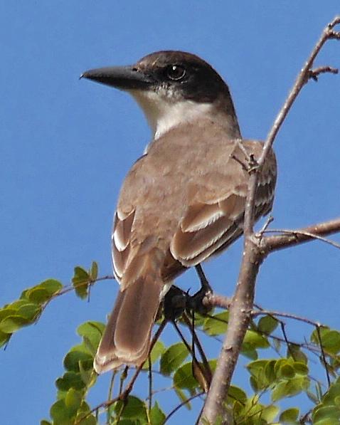 Giant Kingbird Photo by Ollie Oliver