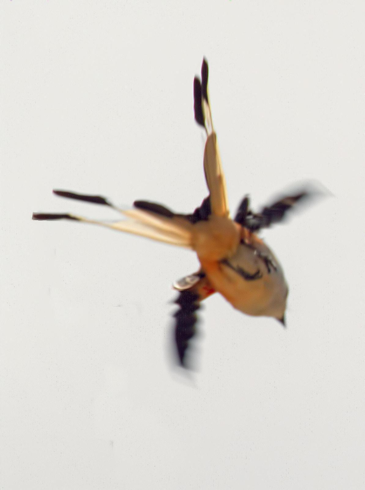 Scissor-tailed Flycatcher Photo by Dan Tallman
