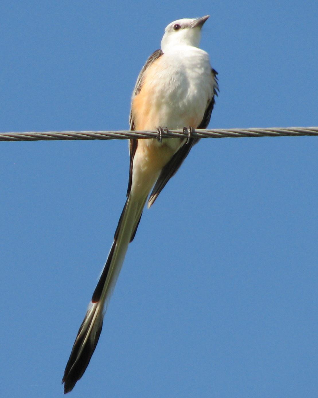 Scissor-tailed Flycatcher Photo by Anne Terry