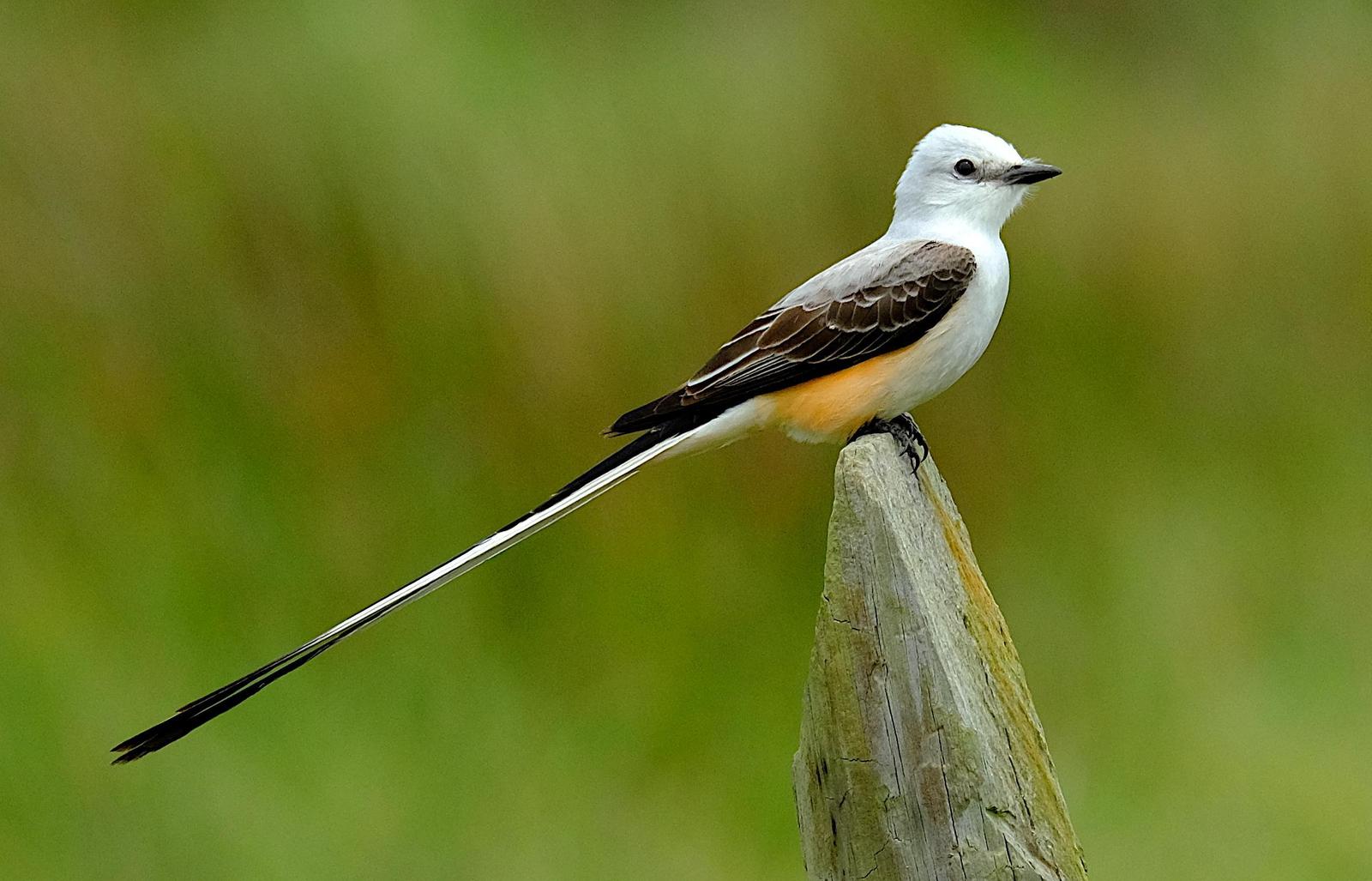 Scissor-tailed Flycatcher Photo by Dave Zittin