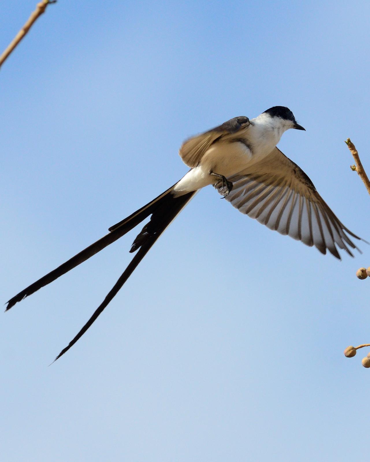 Fork-tailed Flycatcher Photo by Laurence Pellegrini