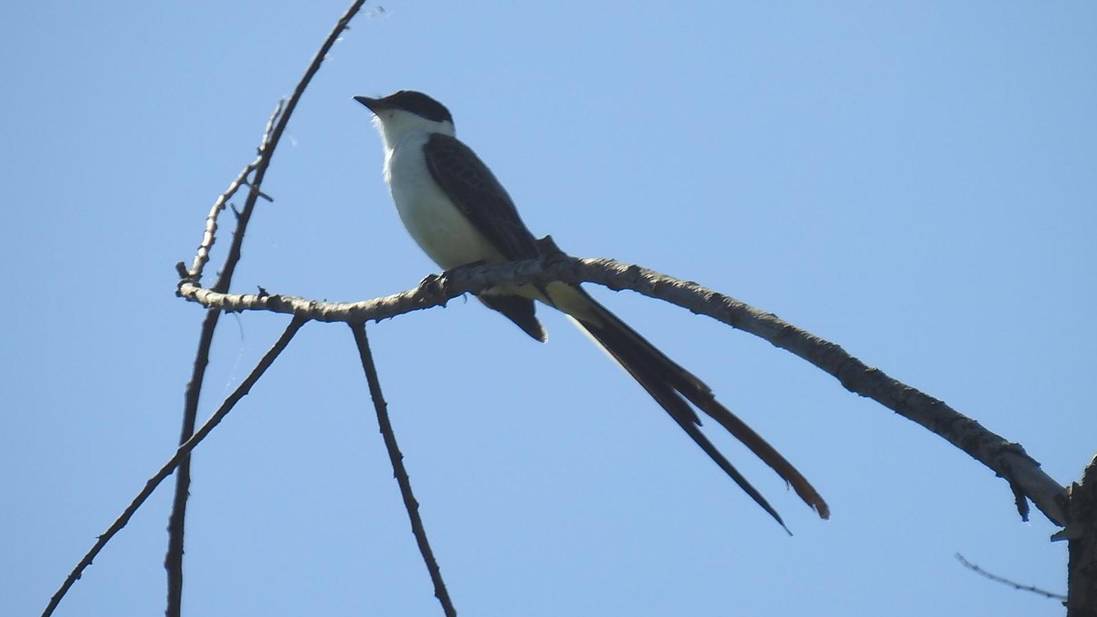 Fork-tailed Flycatcher Photo by Julio Delgado