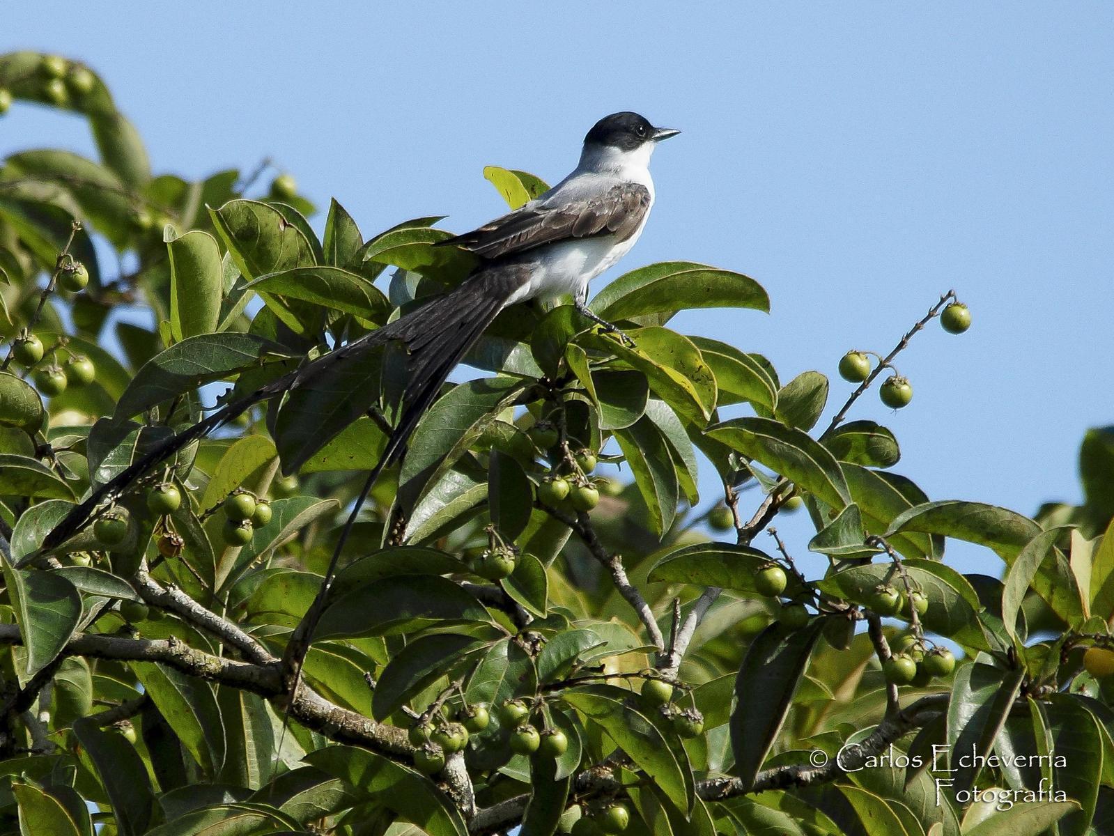 Fork-tailed Flycatcher Photo by Carlos Echeverría