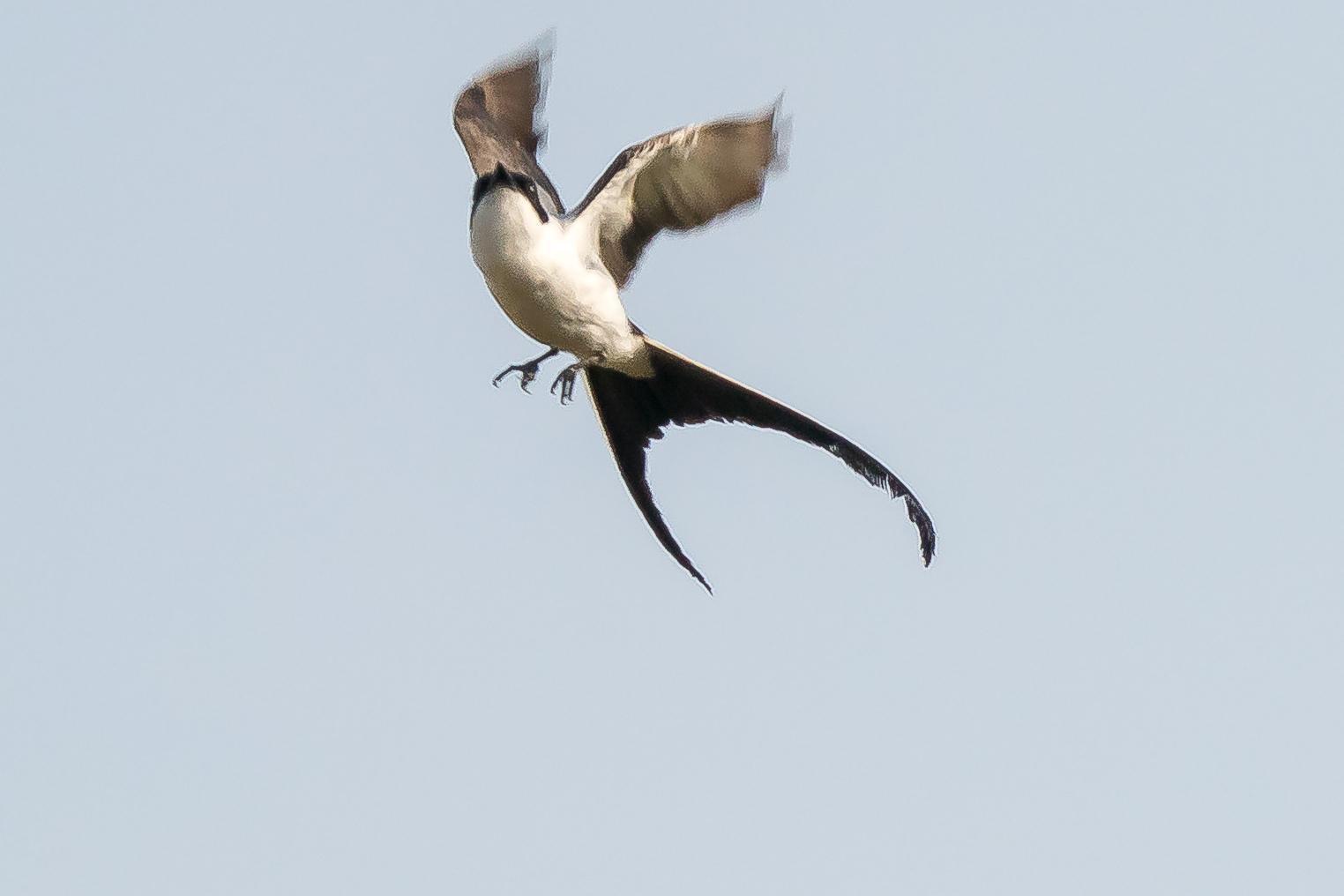 Fork-tailed Flycatcher Photo by Gerald Hoekstra