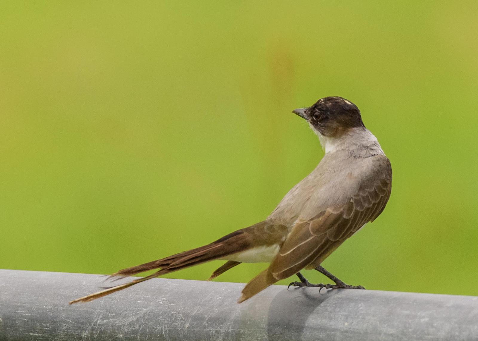Fork-tailed Flycatcher Photo by Keshava Mysore