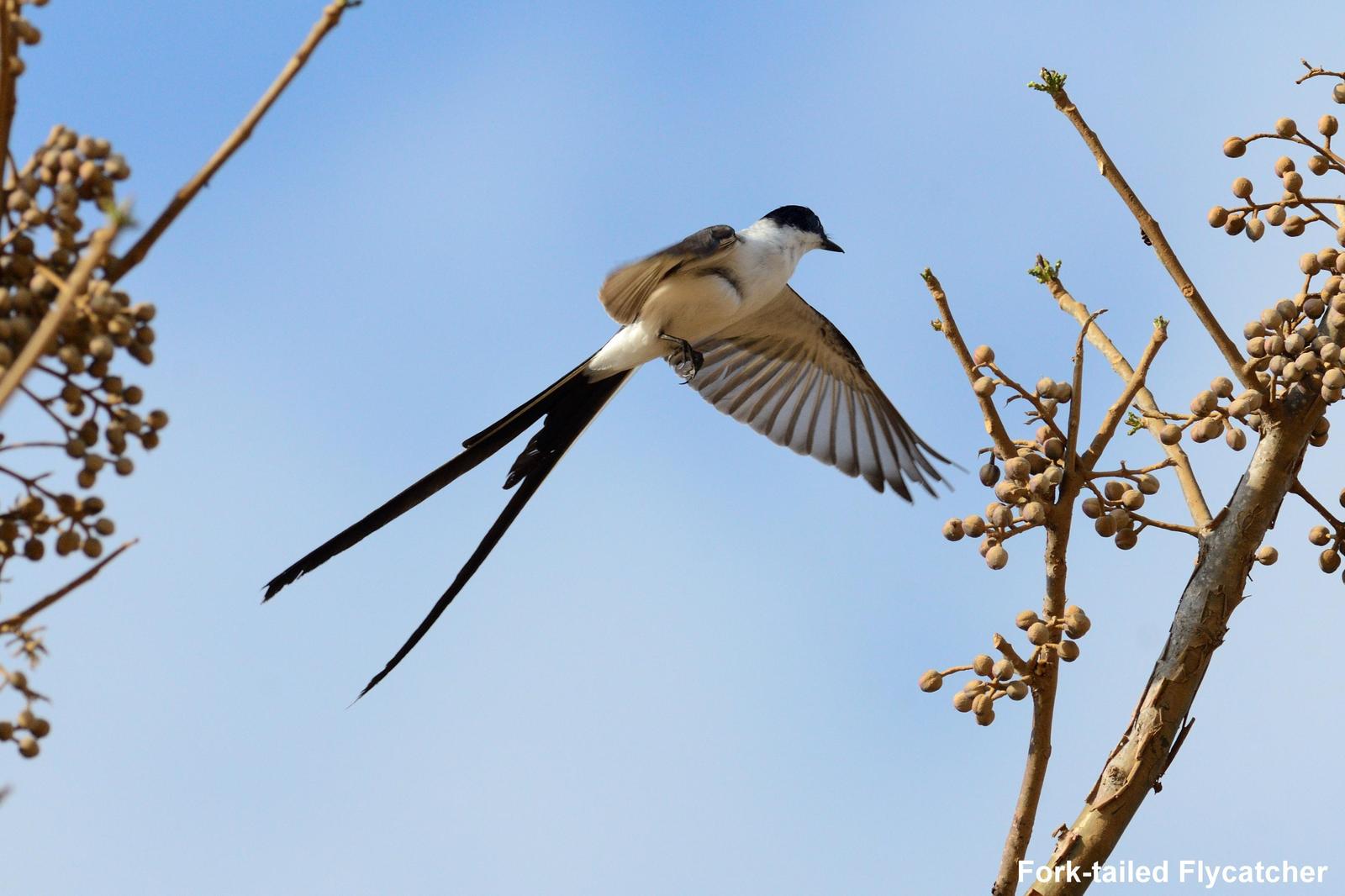 Fork-tailed Flycatcher Photo by Laurence Pellegrini