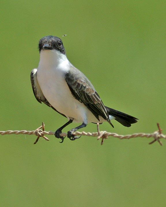 Fork-tailed Flycatcher Photo by Peter Boesman