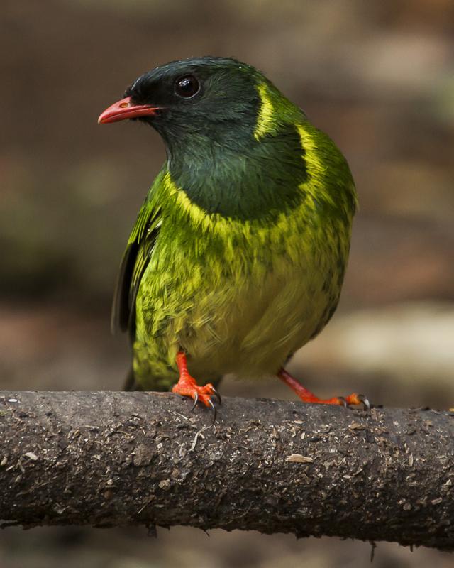 Green-and-black Fruiteater Photo by Christopher Calonje