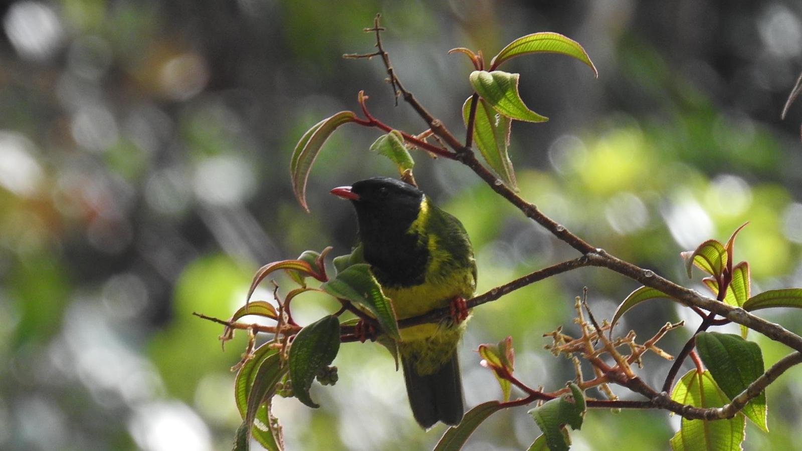 Green-and-black Fruiteater Photo by Julio Delgado
