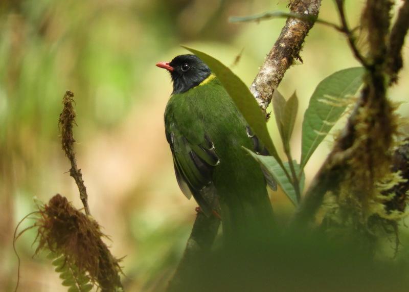 Green-and-black Fruiteater Photo by Jeff Harding
