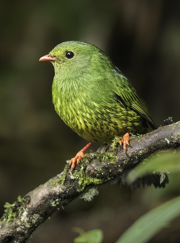 Green-and-black Fruiteater Photo by William Ervin