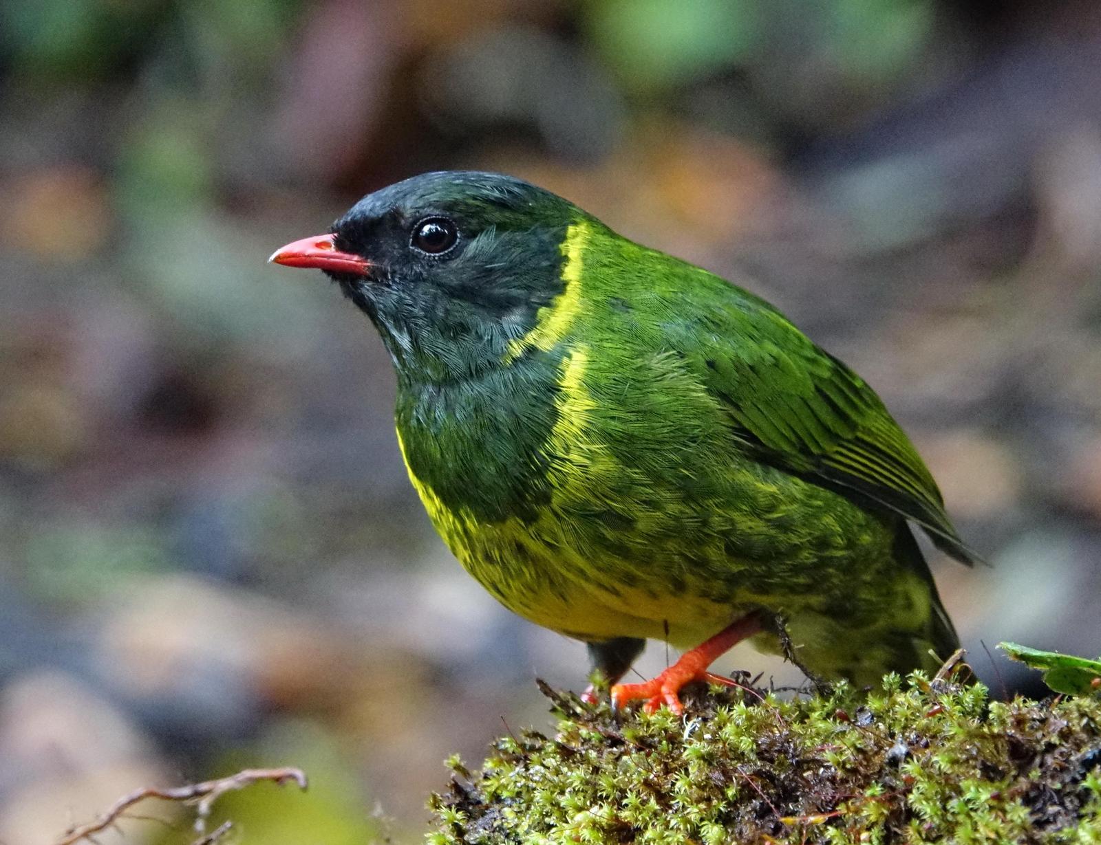 Green-and-black Fruiteater Photo by Doug Swartz