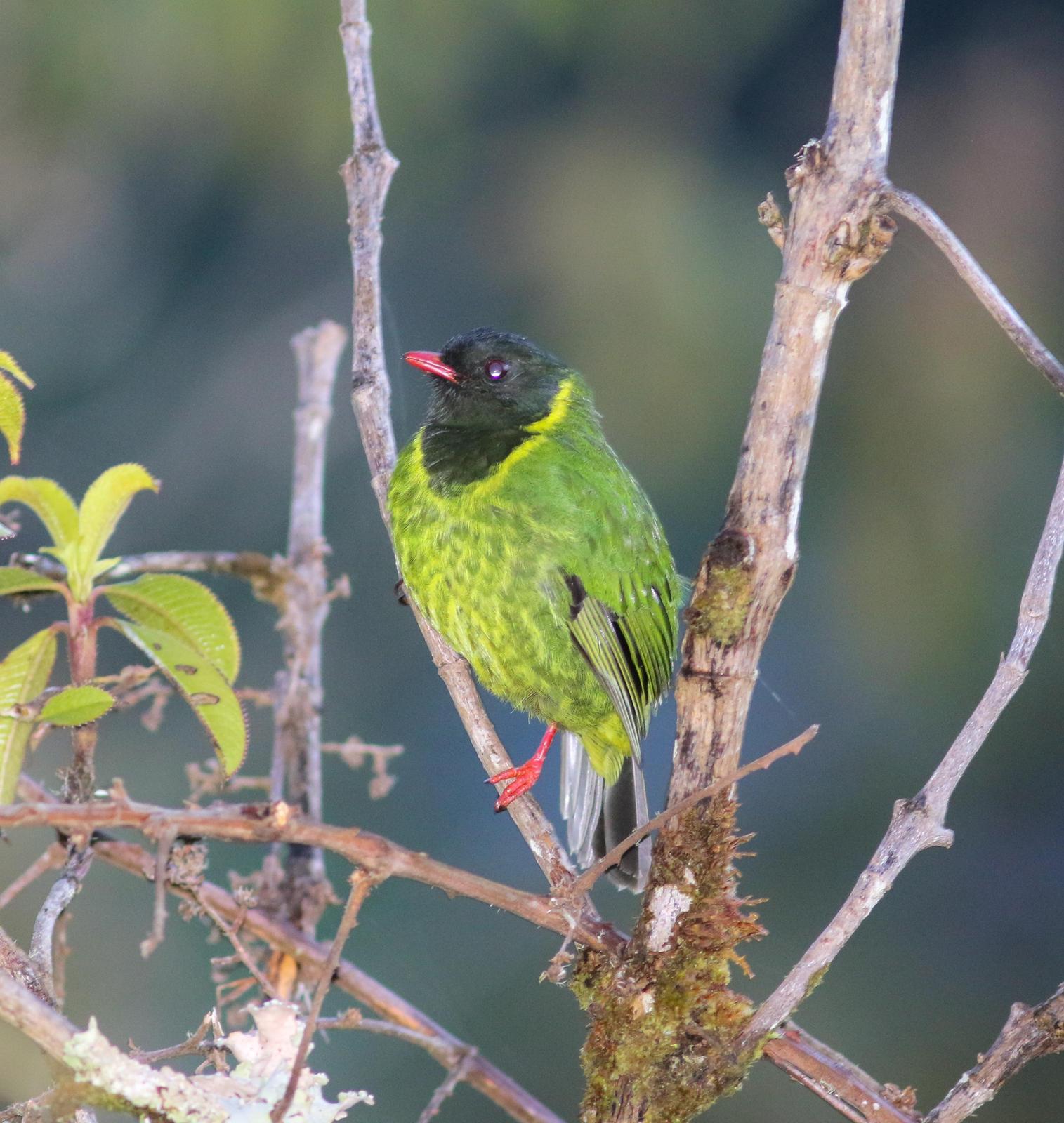 Green-and-black Fruiteater (chachapoyas) Photo by Leonardo Garrigues