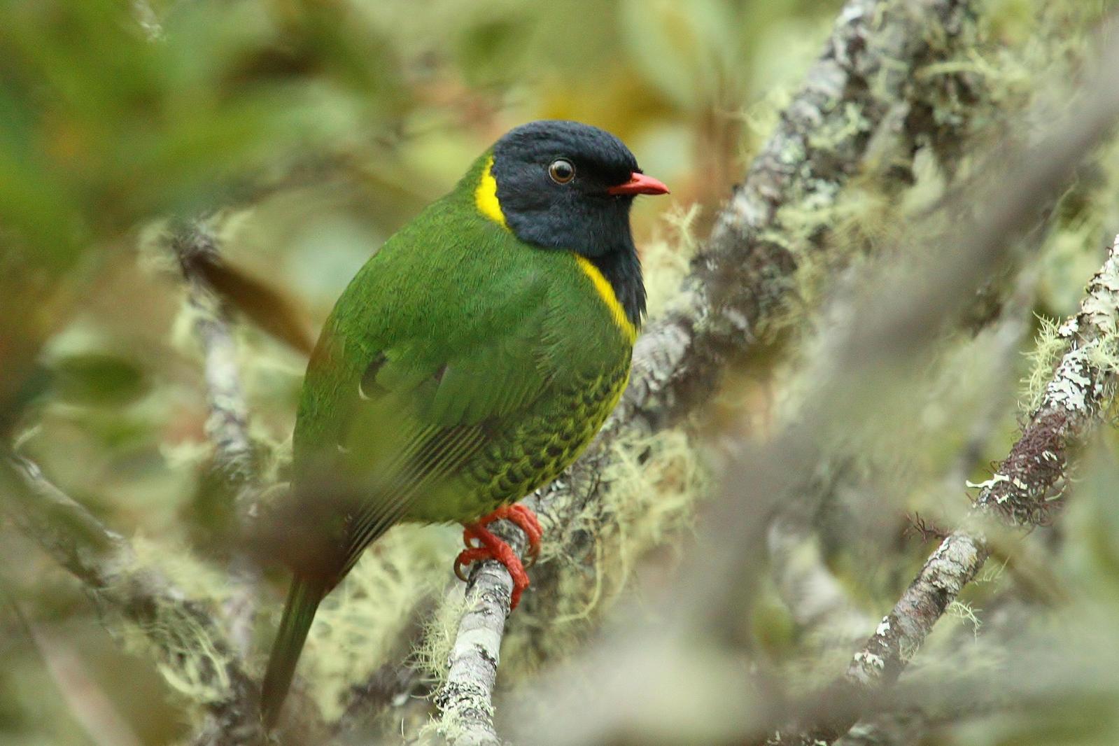 Band-tailed Fruiteater Photo by Matthew McCluskey