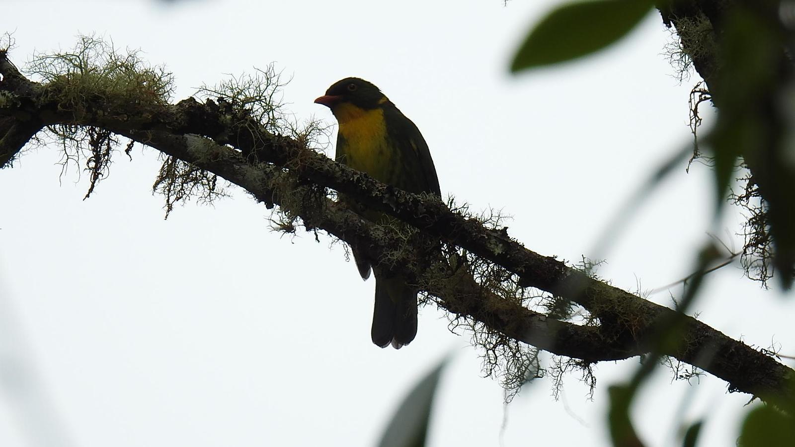 Golden-breasted Fruiteater Photo by Julio Delgado
