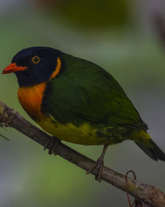Orange-breasted Fruiteater Photo by Christopher Calonje