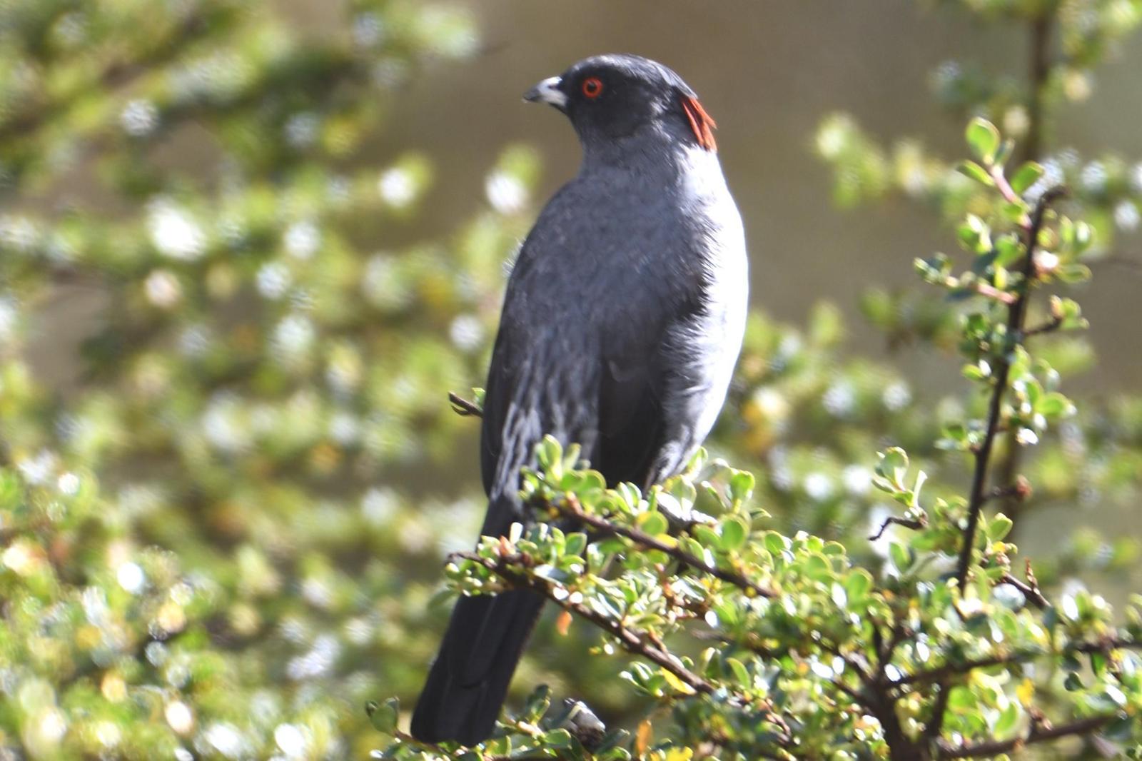 Red-crested Cotinga Photo by Ann Doty