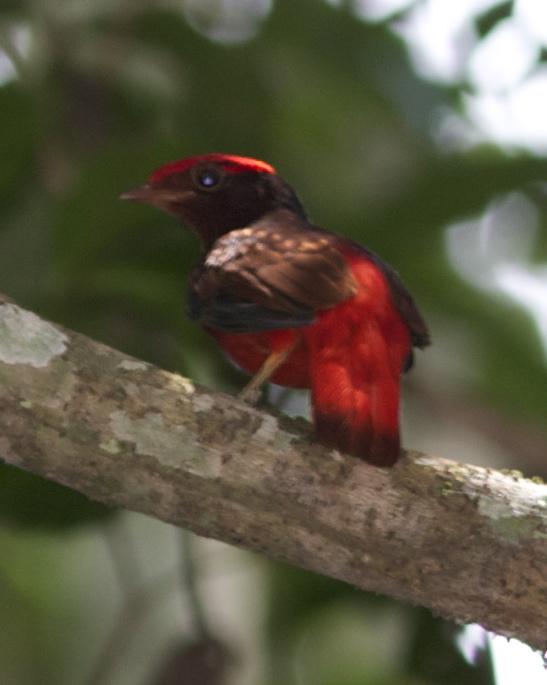 Guianan Red-Cotinga Photo by Marcelo Padua