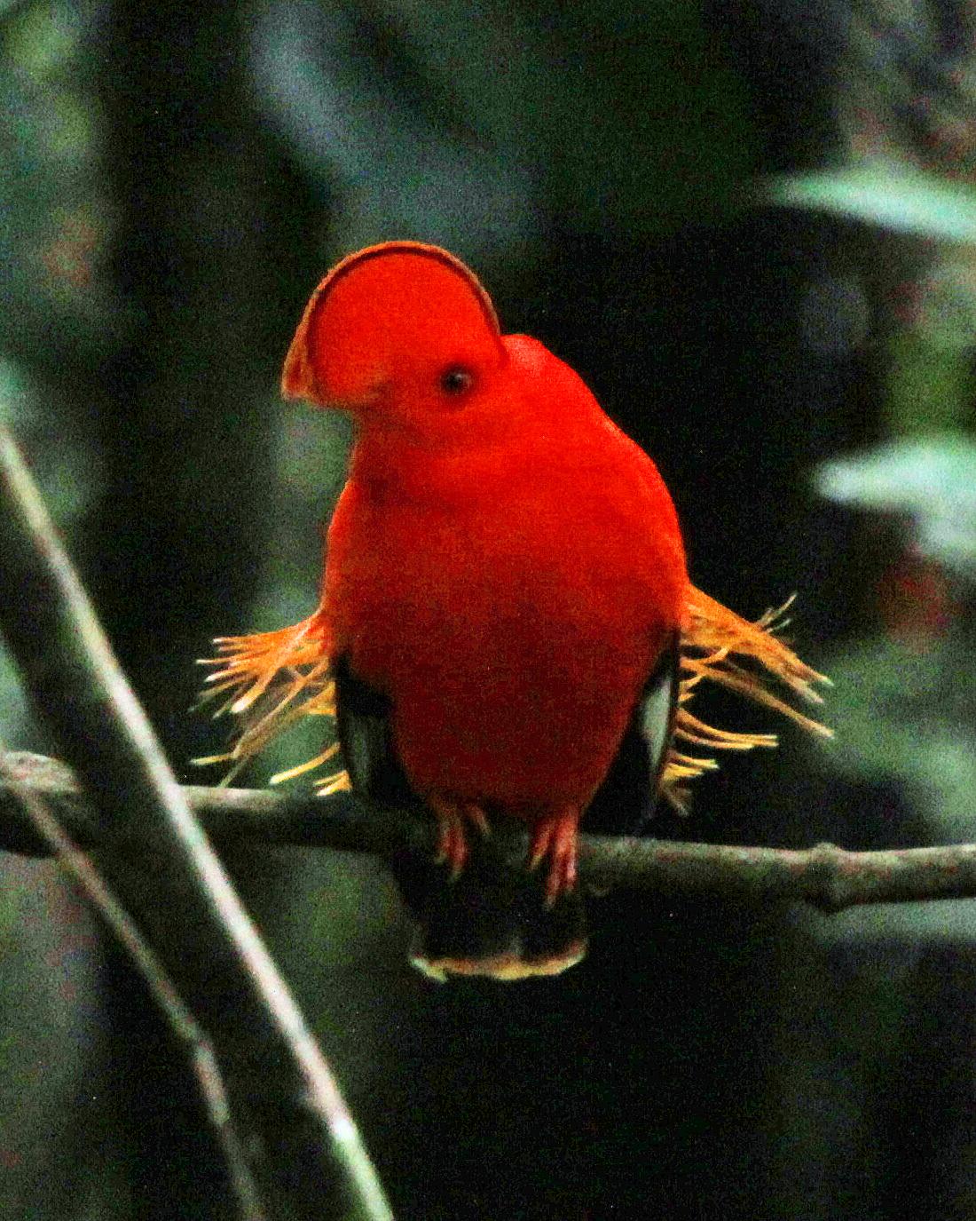 Guianan Cock-of-the-rock Photo by Robert Polkinghorn